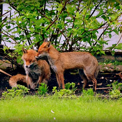 London’s Urban Foxes on the Increase